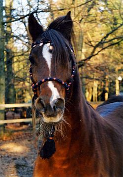 rabhar-millenium halter rabhar-millenium halter